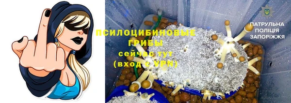 стаф Аркадак